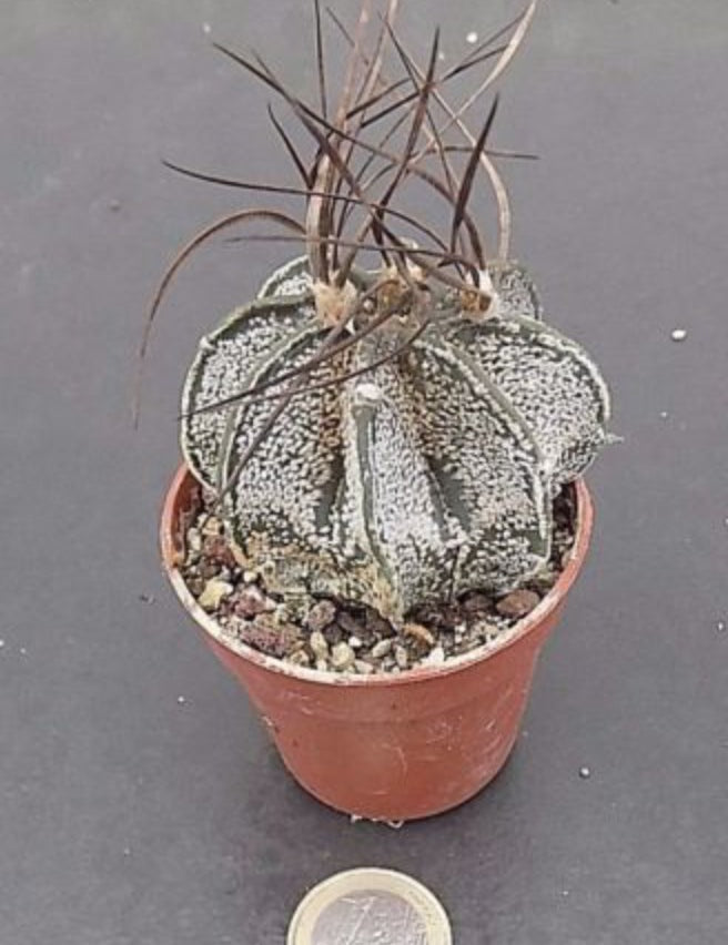Astrophytum capricorne