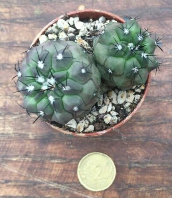 copiapoa Columna Alba X Montana