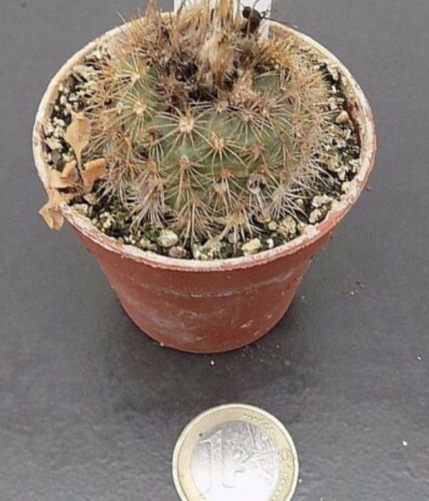 Frailea Carmini filamentosa