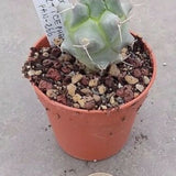 Thelocactus multicephalus pan- 266