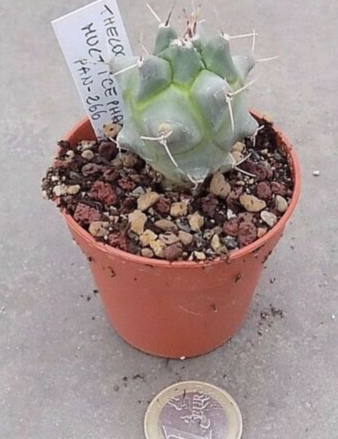 Thelocactus multicephalus pan- 266