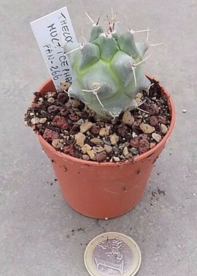 Thelocactus multicephalus pan- 266