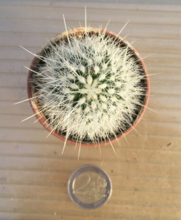 Thelocactus macdowellii