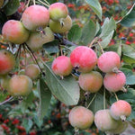 Malus Crittenden