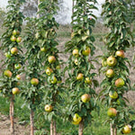 Malus Ballerina® 'Bolero'- Columnar vaso 9x9x13