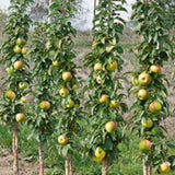 Malus Ballerina® 'Bolero'- Columnar vaso 9x9x13