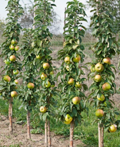 Malus Ballerina® 'Bolero'- Columnar vaso 9x9x13