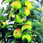 Malus Ballerina® 'Bolero'- Columnar vaso 9x9x13