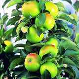 Malus Ballerina® 'Bolero'- Columnar vaso 9x9x13