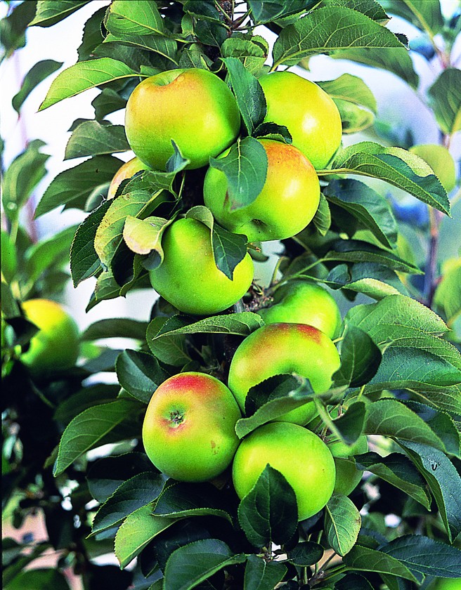 Malus Ballerina® 'Bolero'- Columnar vaso 9x9x13