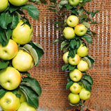 Malus Ballerina® 'Bolero'- Columnar vaso 9x9x13