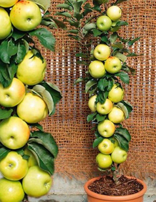 Malus Ballerina® 'Bolero'- Columnar vaso 9x9x13