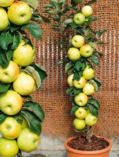 Malus Ballerina® 'Bolero'- Columnar vaso 9x9x13