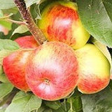 Malus Ballerina ® Flamenco