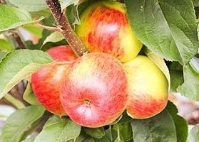 Malus Ballerina ® Flamenco