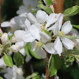 Malus Ballerina ® Flamenco
