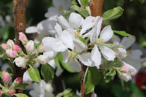 Malus Ballerina ® Flamenco
