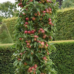 Malus Ballerina ® Flamenco