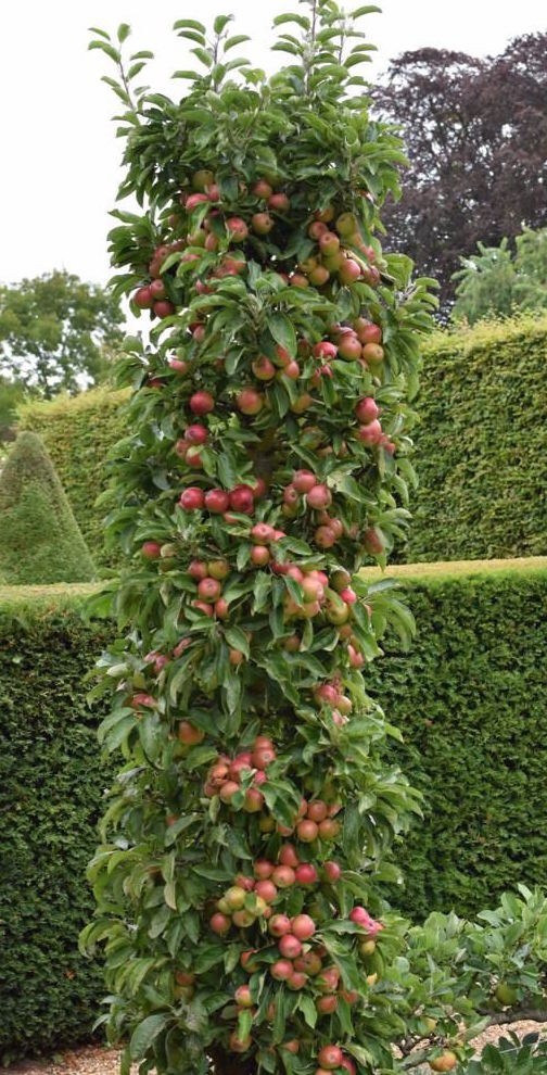 Malus Ballerina ® Flamenco