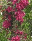 Malus Ballerina® 'Samba'- Columnar