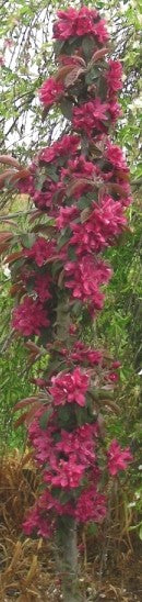 Malus Ballerina® 'Samba'- Columnar
