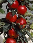 Malus Ballerina® 'Samba'- Columnar