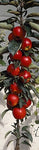 Malus Ballerina® 'Samba'- Columnar