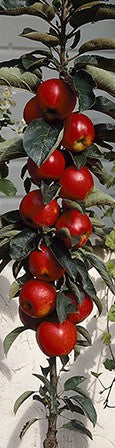 Malus Ballerina® 'Samba'- Columnar