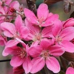 Malus Ballerina® 'Samba'- Columnar