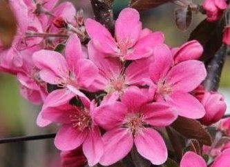 Malus Ballerina® 'Samba'- Columnar