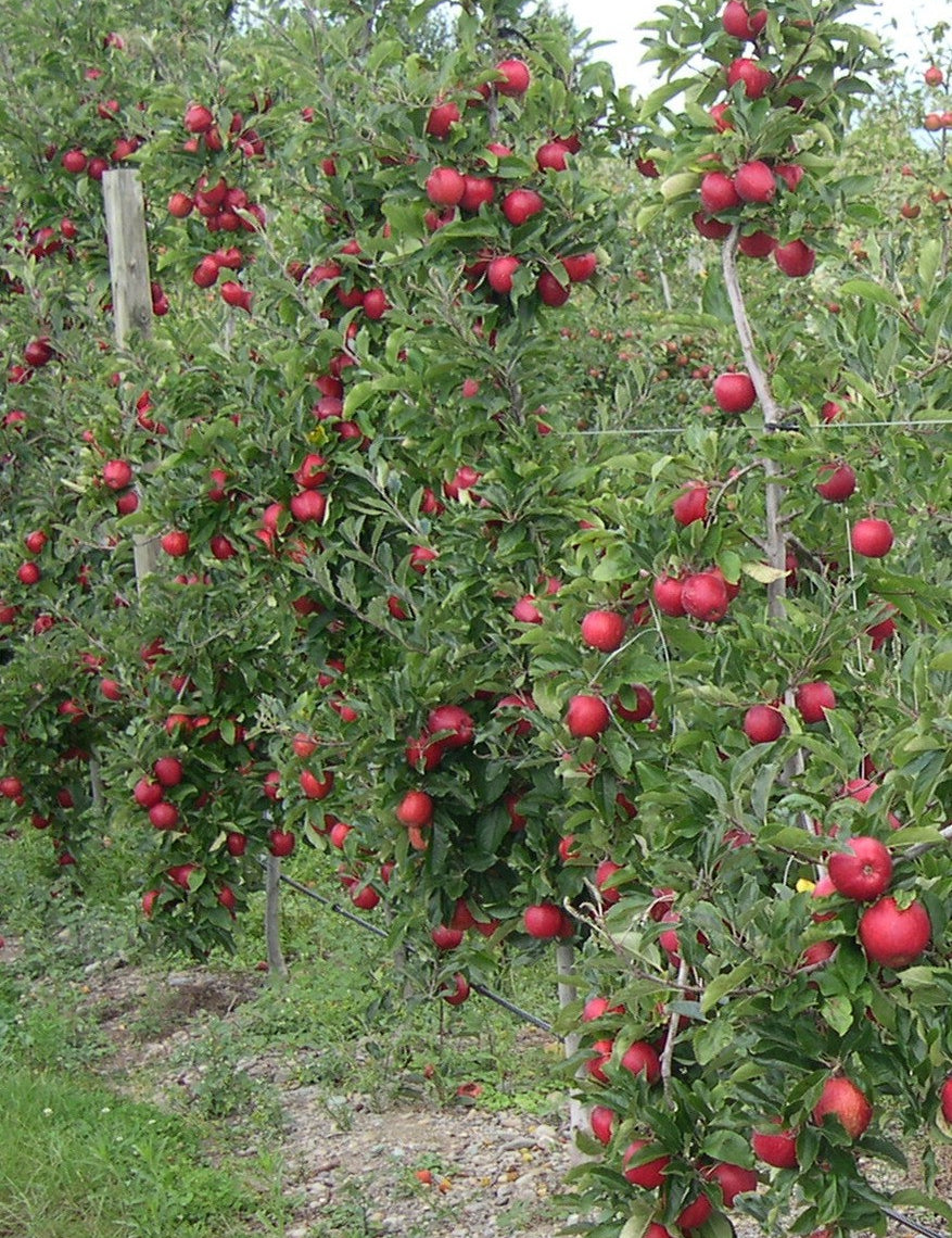 Malus Ballerina® 'Samba'- Columnar