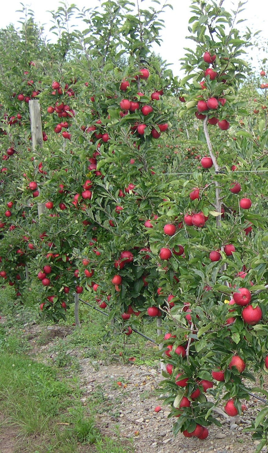 Malus Ballerina® 'Samba'- Columnar