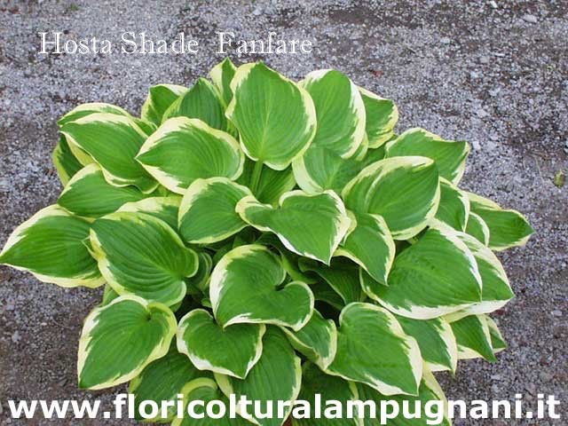 Hosta Shade Fanfare