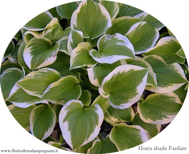 Hosta Shade Fanfare