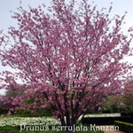 Prunus serrulata Kanzan  vaso 7/9