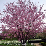 Prunus serrulata Kanzan  vaso 7/9