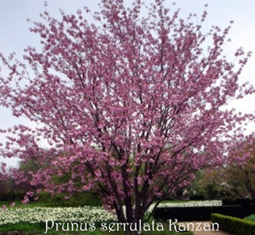 Prunus serrulata Kanzan  vaso 7/9