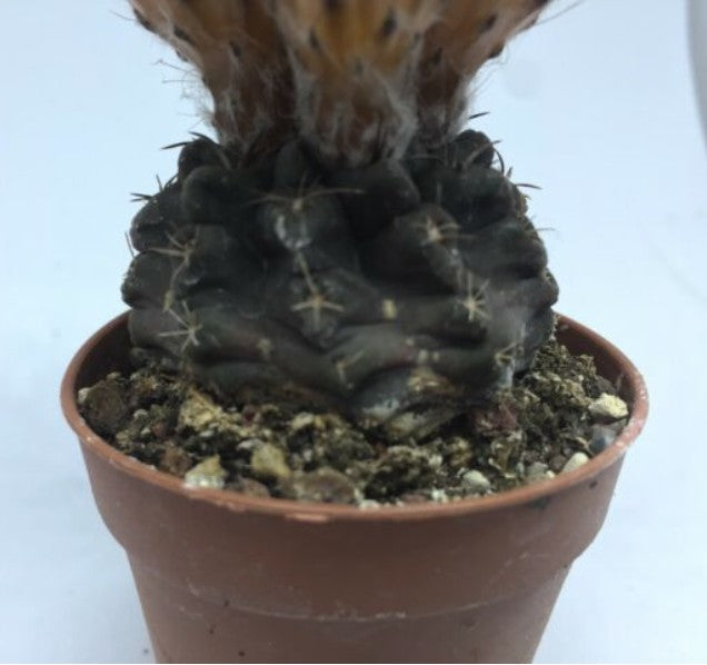 Neoporteria occulta