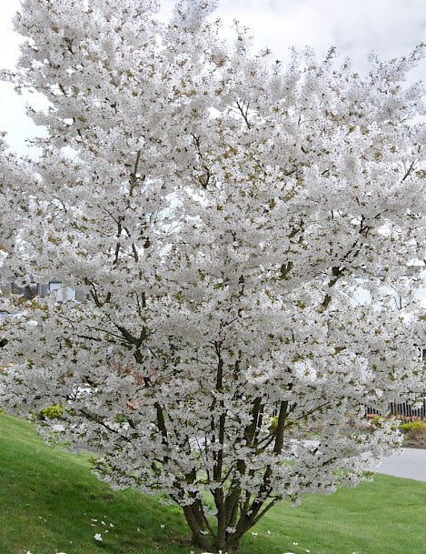 Prunus The bride