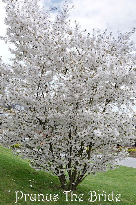 Prunus The bride