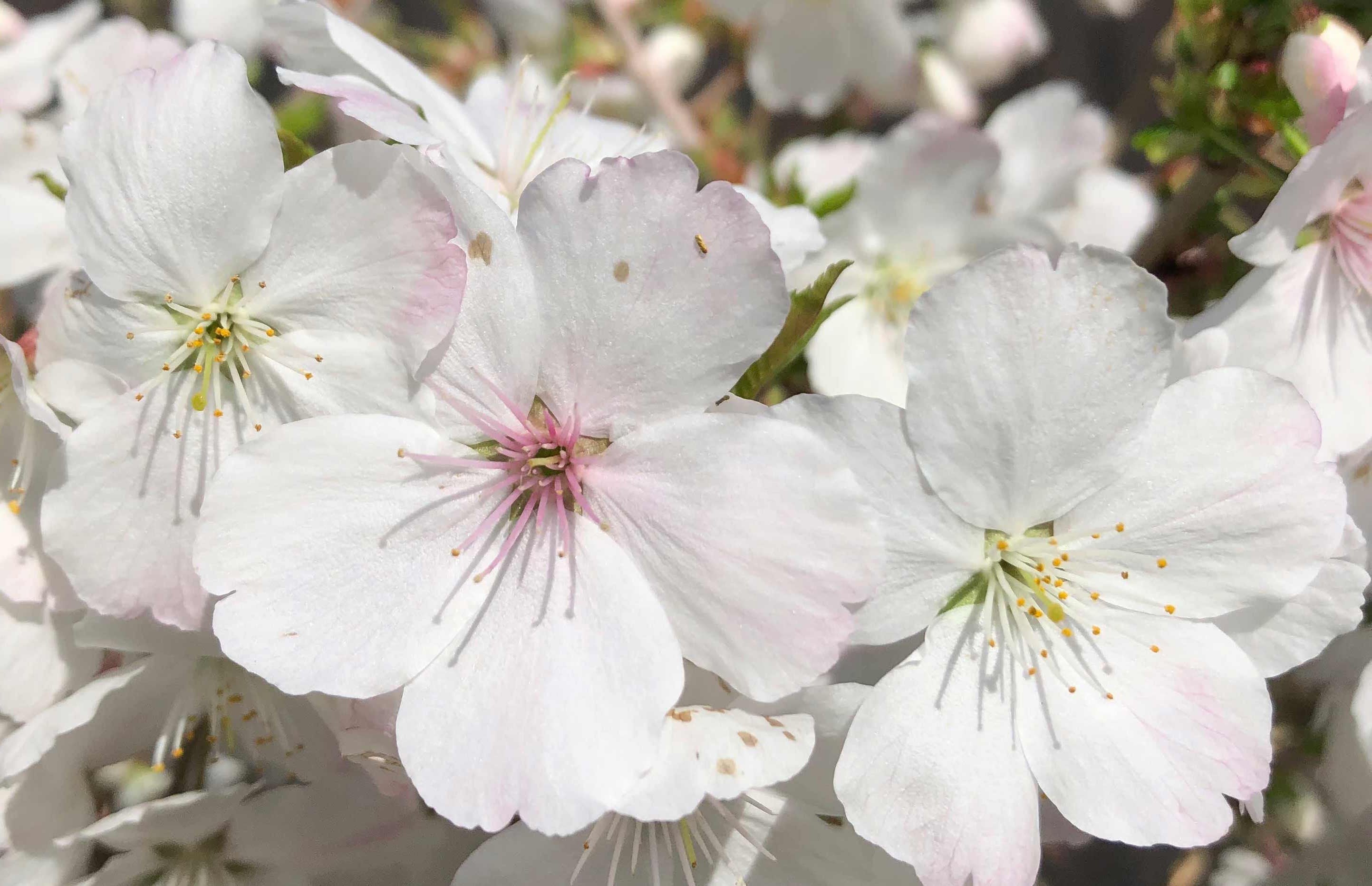 Prunus The bride