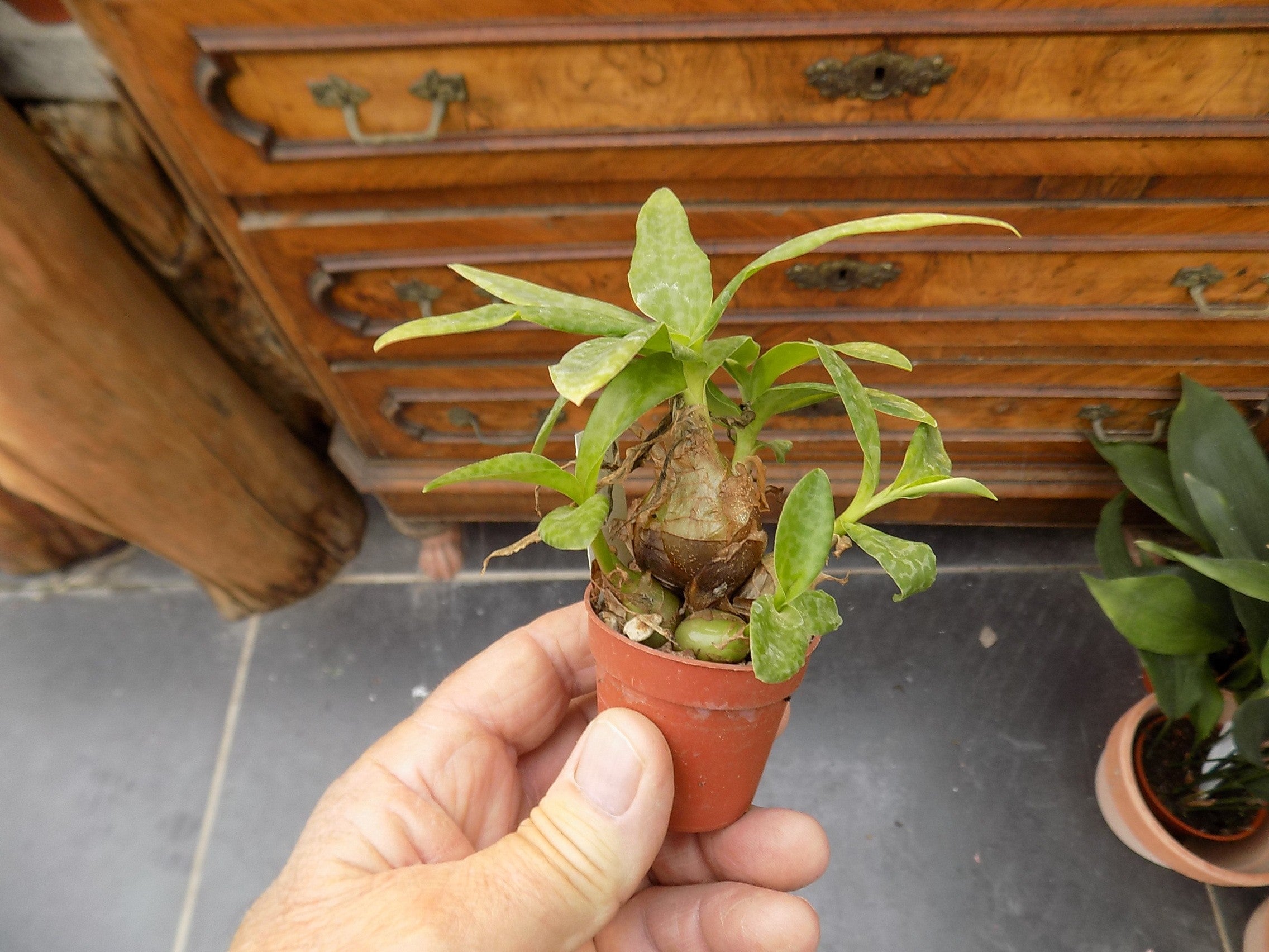 Scilla socialis