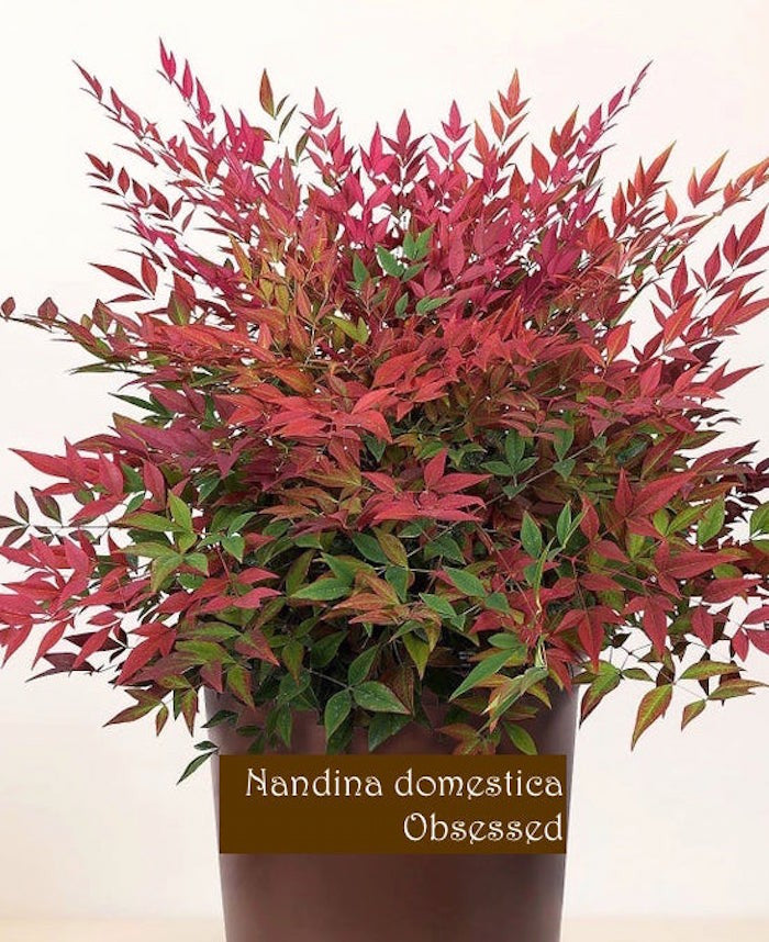Nandina domestica Obsessed® vaso 15