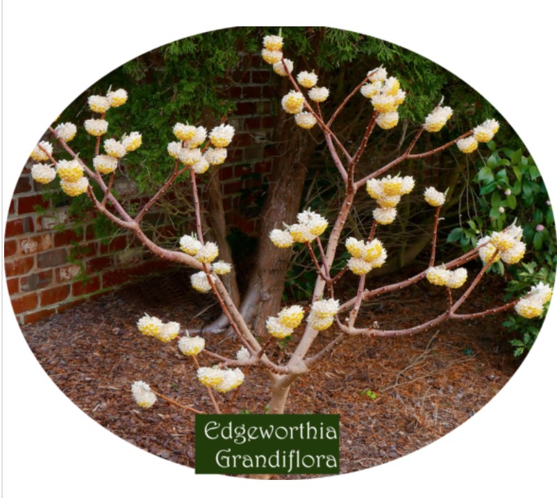 Edgeworthia chrysantha “Grandiflora"