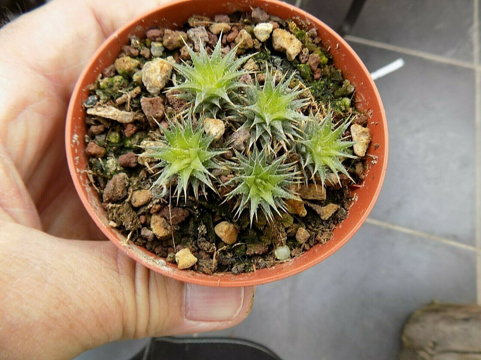 Abromeitiella chlorantha minima volcan pass bol.