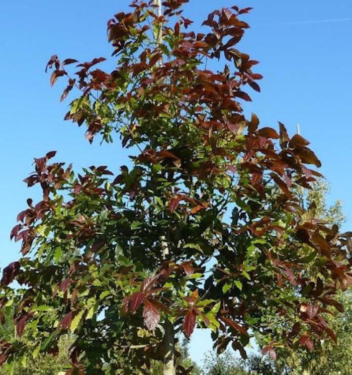  Quercus-Rysophylla-Marco-vaso 9x9