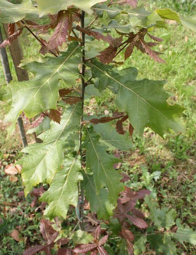  Quercus-Rysophylla-Marco-vaso 9x9