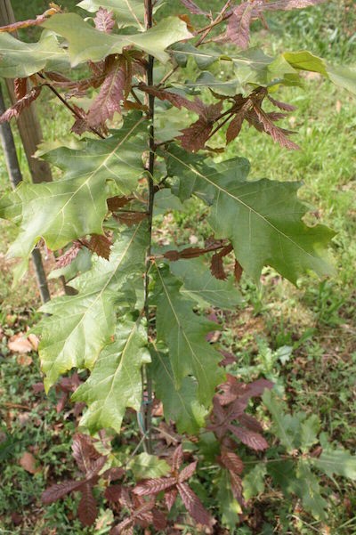  Quercus-Rysophylla-Marco-vaso 9x9