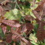  Quercus-Rysophylla-Marco-vaso 9x9