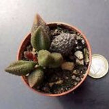 Adromischus Marianiae "Herrei"
